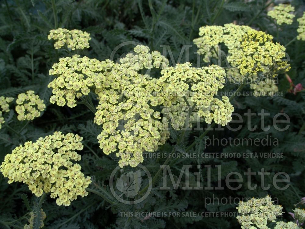 Achillea Anthea (Greek Yarrow) 2