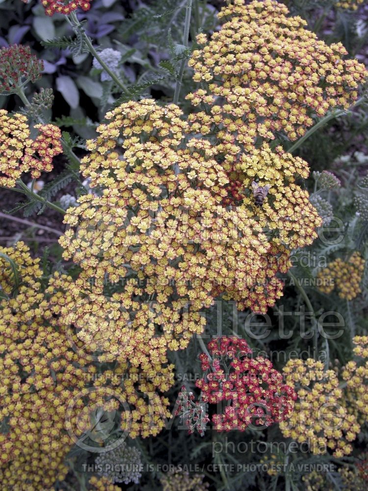 Achillea Terracotta aka Terra Cotta (Yarrow) 1 