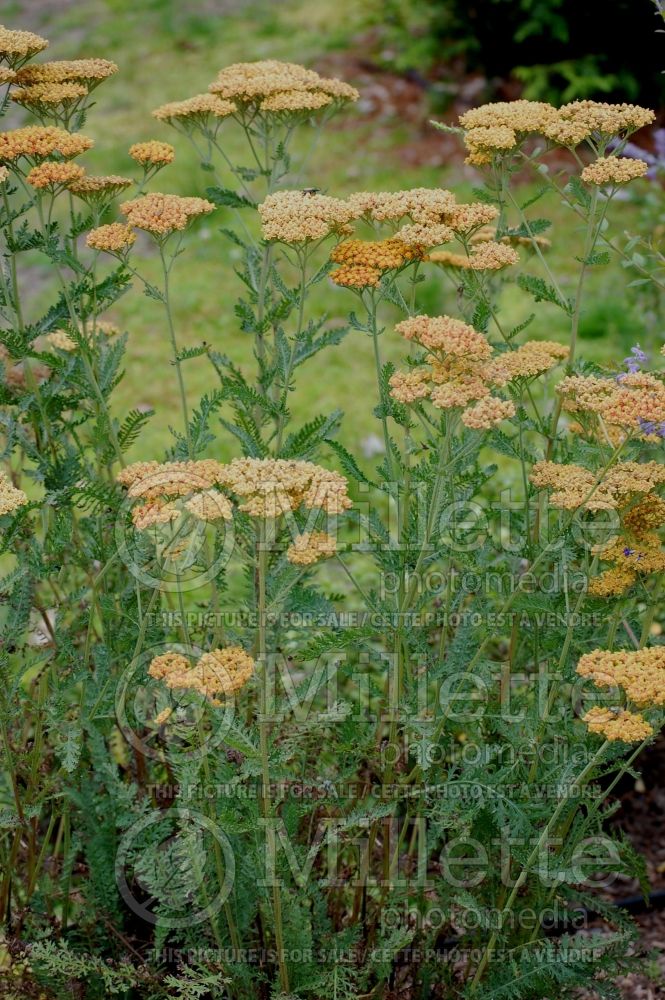 Achillea Terracotta aka Terra Cotta (Yarrow) 3 