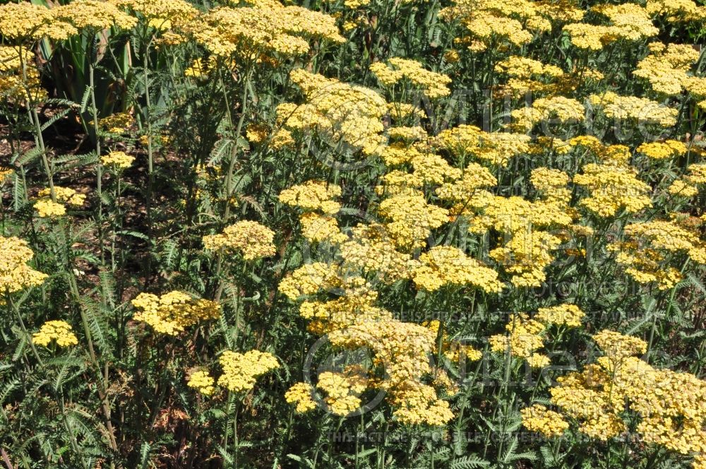 Achillea Terracotta aka Terra Cotta (Yarrow) 5 