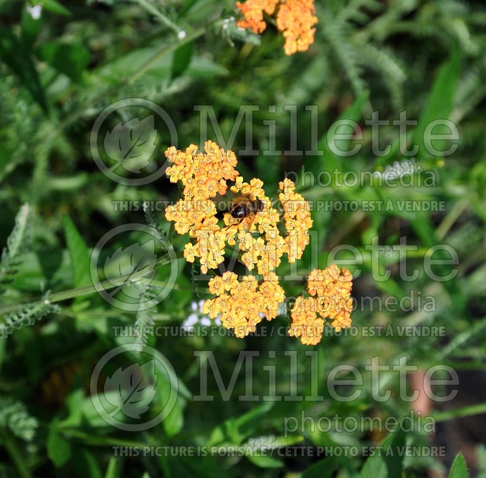 Achillea Terracotta aka Terra Cotta (Yarrow) 4 