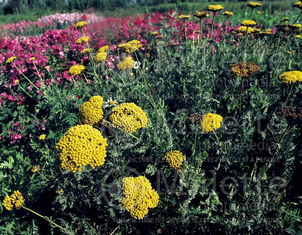 Achillea Aurea (Yarrow) 1 