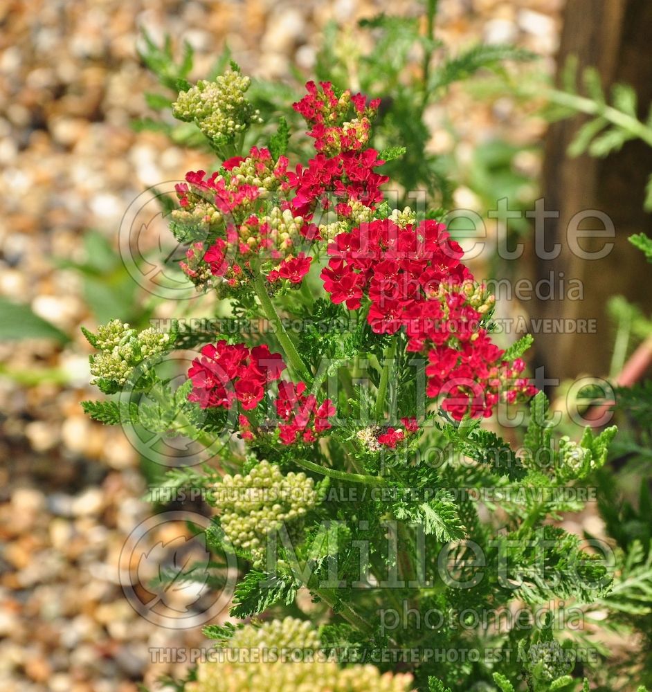 Achillea Tutti Frutti Pomegranate (Yarrow) 2 