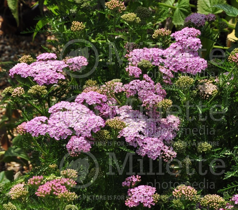 Achillea Tutti Frutti Wonderful Wampee (Yarrow) 2 