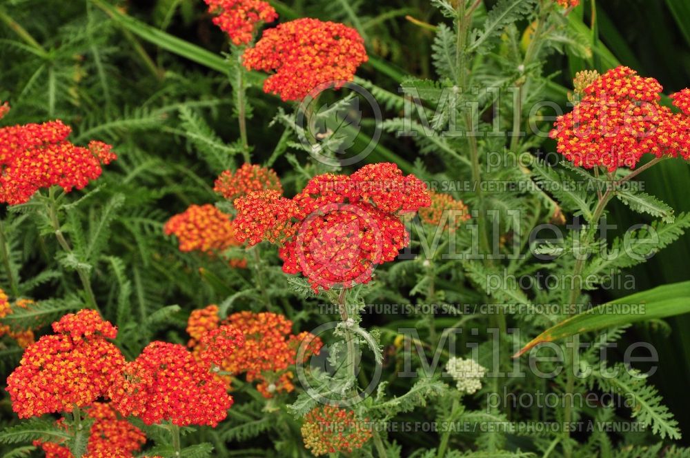 Achillea Walther Funcke (Yarrow) 2