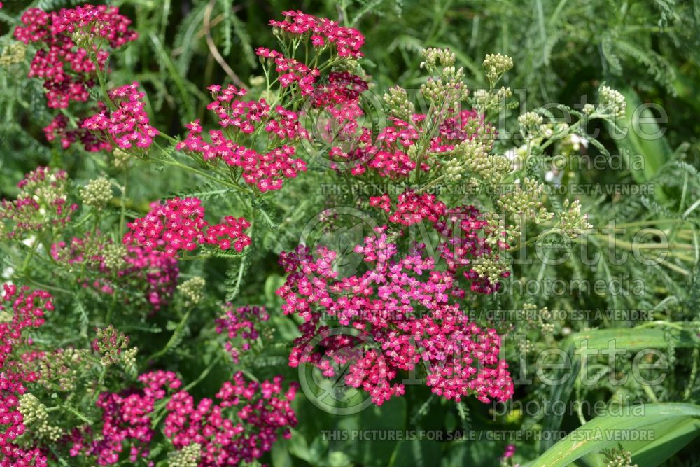 Achillea Wesersandstein (Sneezewort, Sneezeweed, Brideflower Yarrow) 1