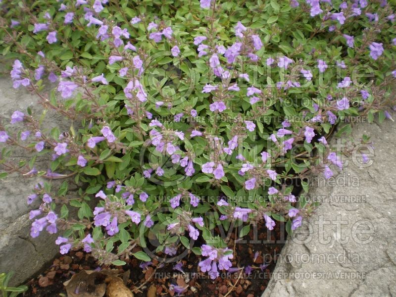 Acinos alpinus (Alpine Calamint) 1 