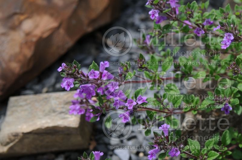 Acinos alpinus (Alpine Calamint) 3 