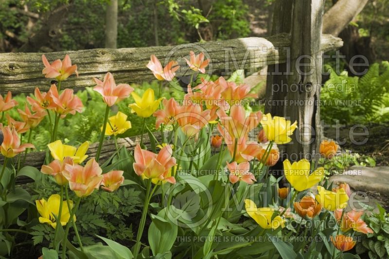 A cluster of orange and yellow Tulipa in front of a rustic wooden fence 1