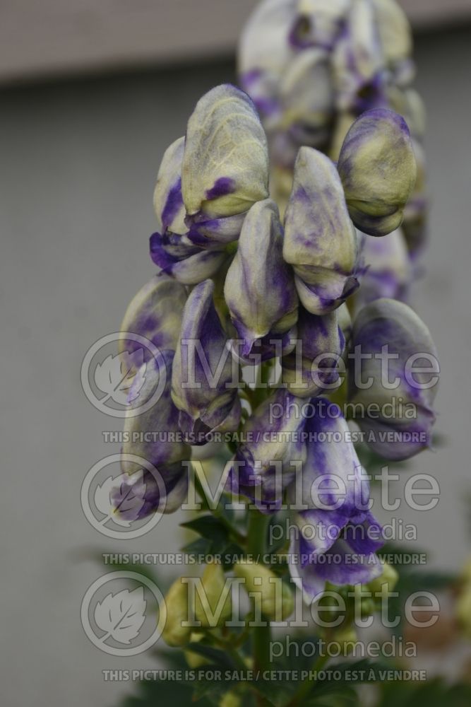 Aconitum Eleanora (Monkshood) 1 