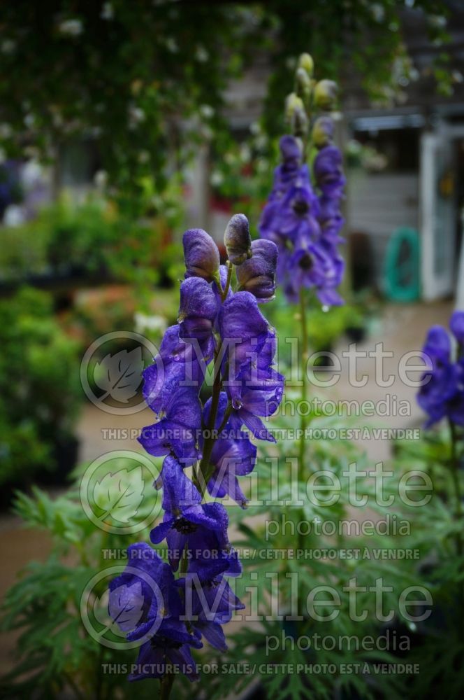 Aconitum Arendsii (Monkshood, Wolfbane) 6