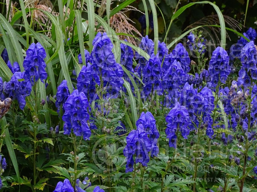 Aconitum Arendsii (Monkshood, Wolfbane) 5 