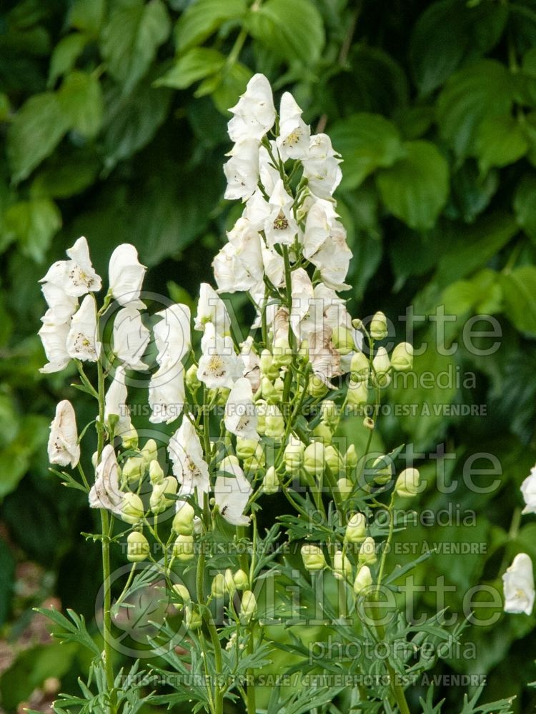 Aconitum Album (Monkshood) 6 