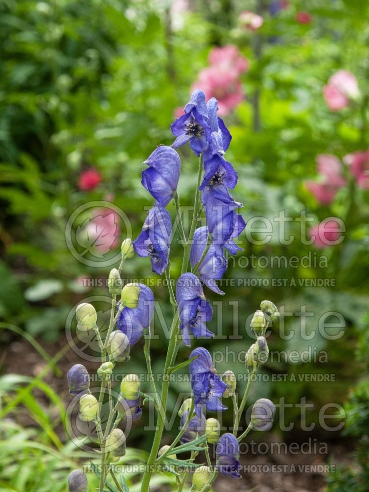 Aconitum Blue Valley (Monkshood) 2 