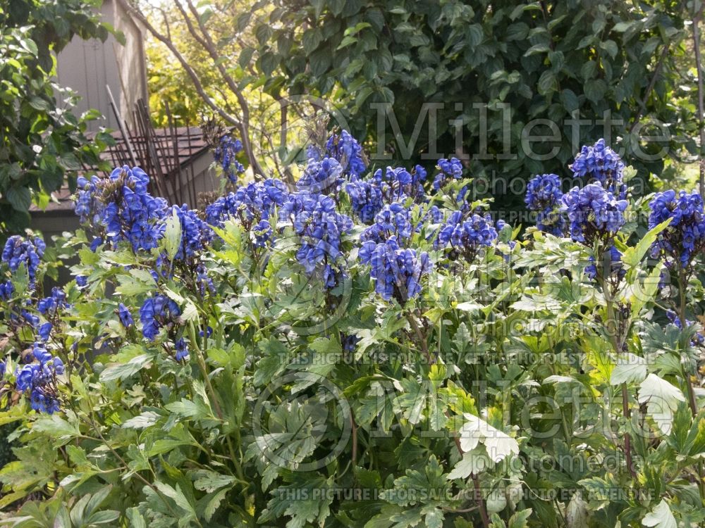 Aconitum Blue Valley (Monkshood) 1 