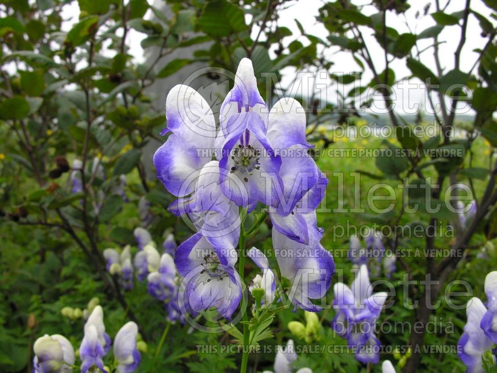 Aconitum Bicolor (Monkshood) 1