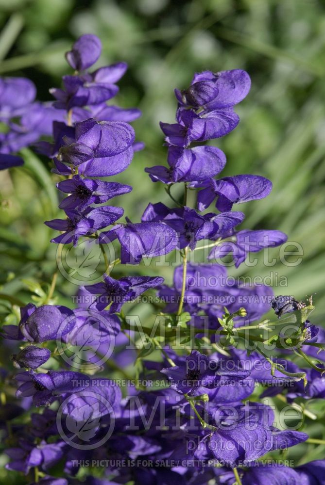 Aconitum Bressingham Spire (Monkshood) 1