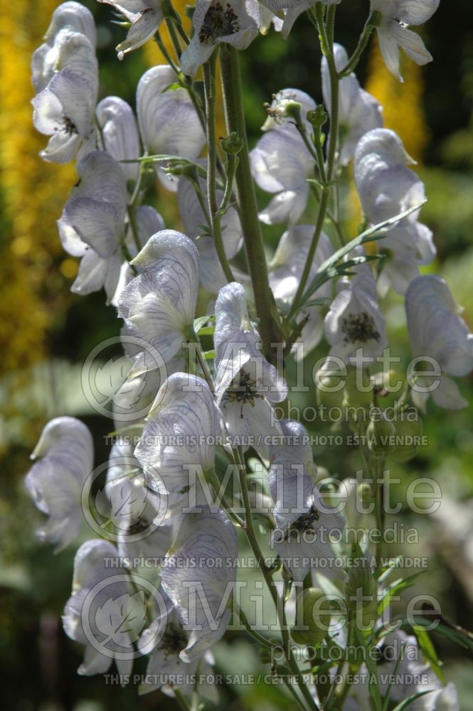 Aconitum Stainless Steel (Monkshood) 1 