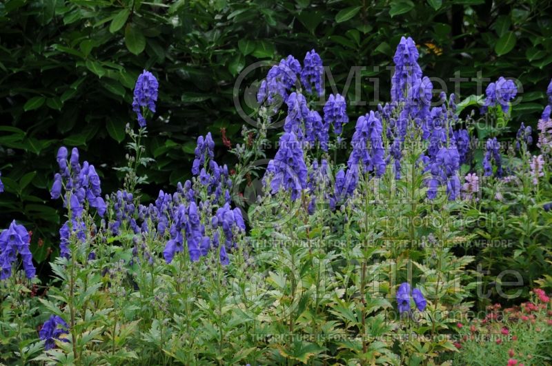 Aconitum Arendsii (Monkshood, Wolfbane) 4 