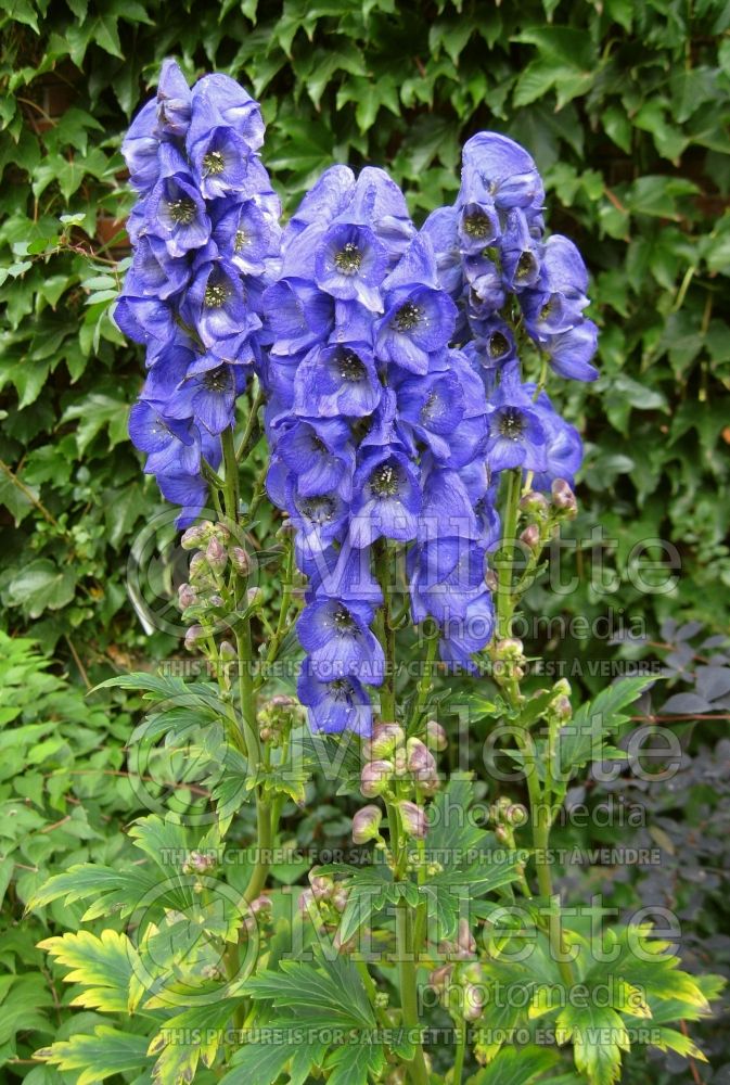 Aconitum Arendsii (Monkshood, Wolfbane) 1 