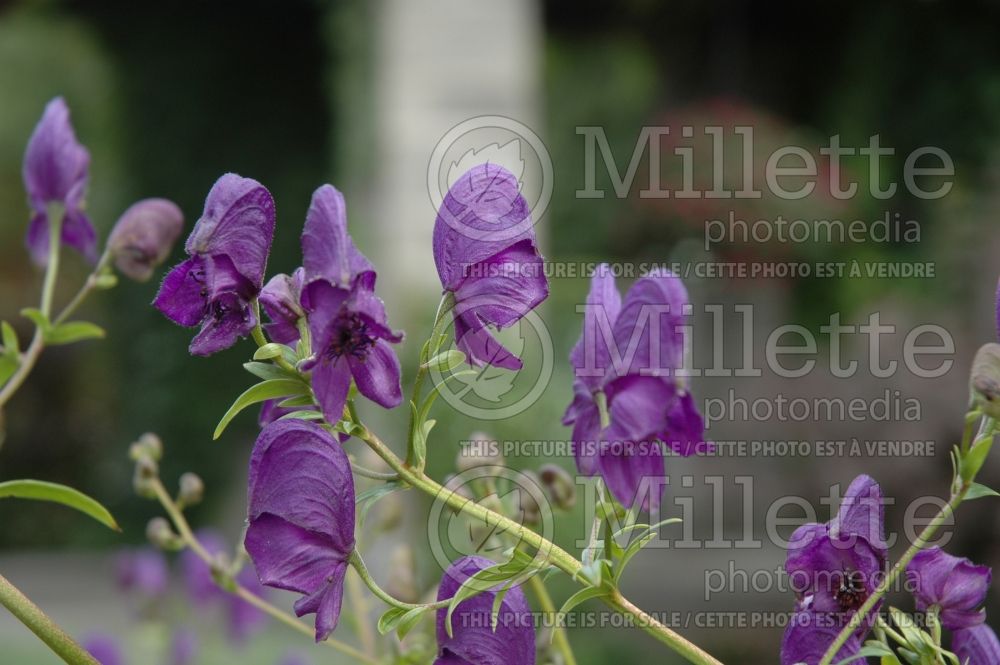 Aconitum Barker's Variety (Monkshood) 1