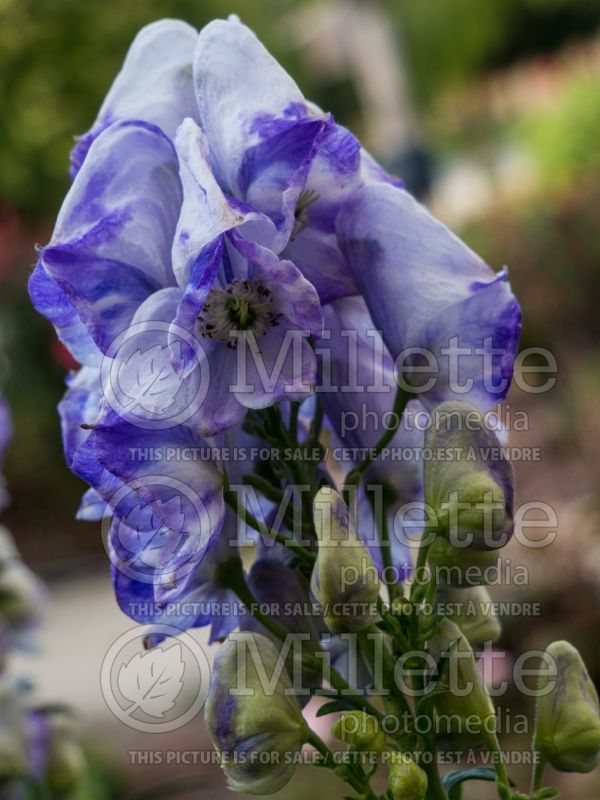 Aconitum Cloudy (Monkshood, Wolfbane) 2 