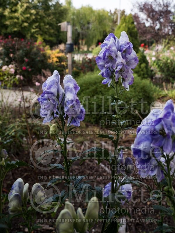 Aconitum Cloudy (Monkshood, Wolfbane) 3 