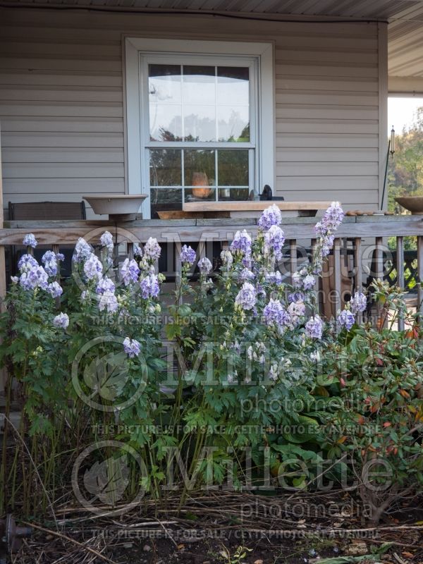 Aconitum Cloudy (Monkshood, Wolfbane) 4 