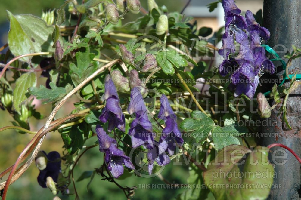 Aconitum hemsleyanum (Monkshood) 1 