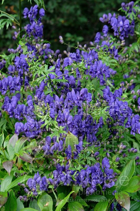 Aconitum Sparks Variety (Monkshood) 2 