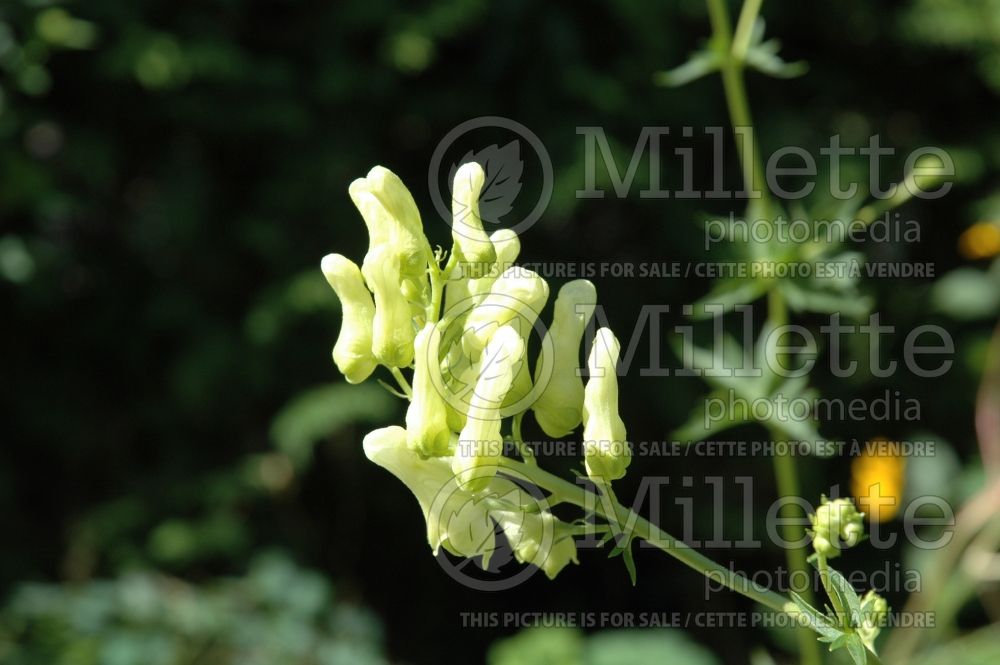 Aconitum lamarckii (Monkshood) 1