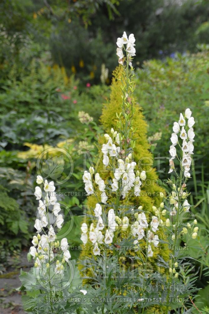 Aconitum Schneewittchen (Monkshood) 1 