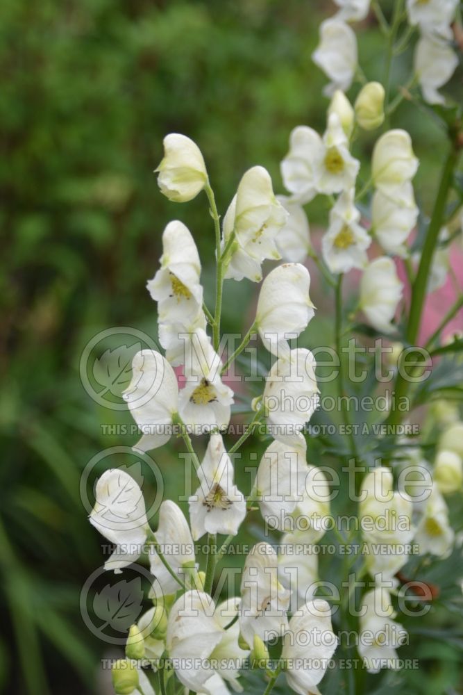 Aconitum Schneewittchen (Monkshood) 2 