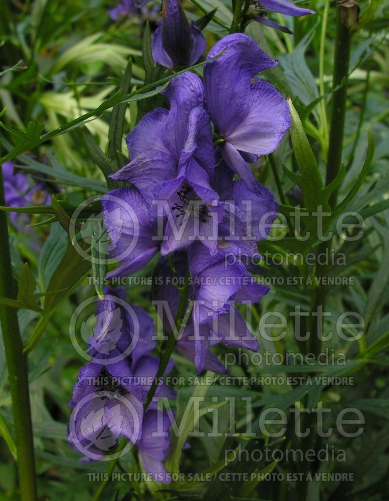 Aconitum napellus (Monkshood) 1