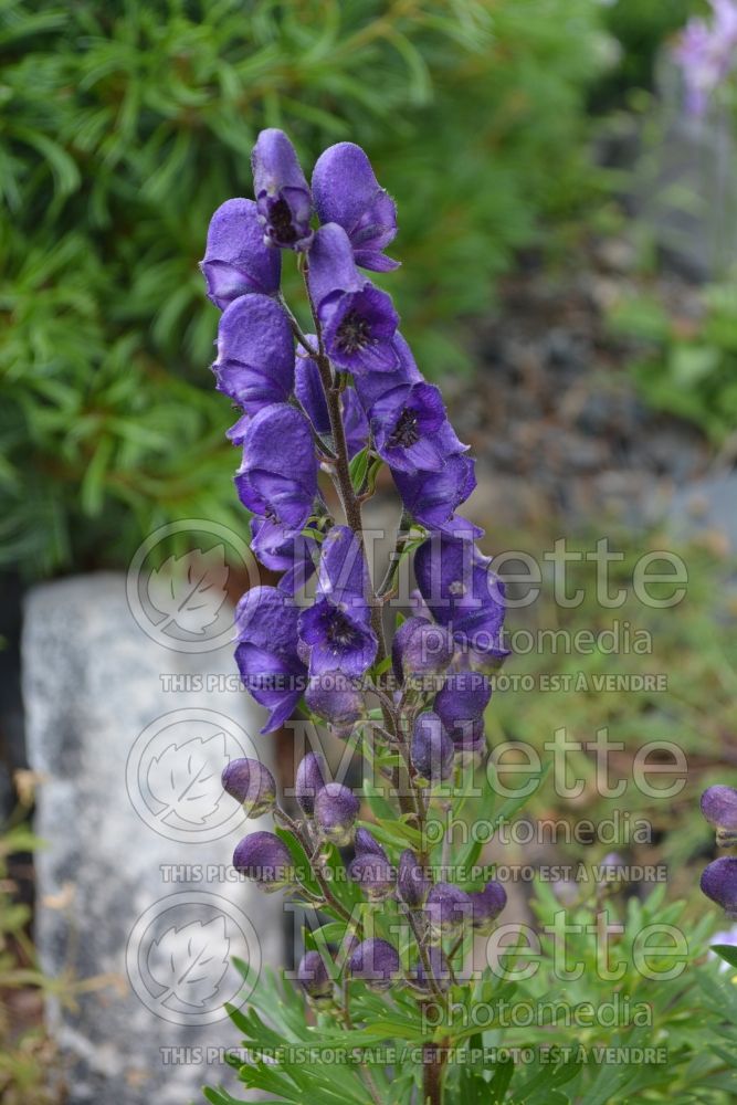 Aconitum Rya (Monkshood, Wolfbane) 2 