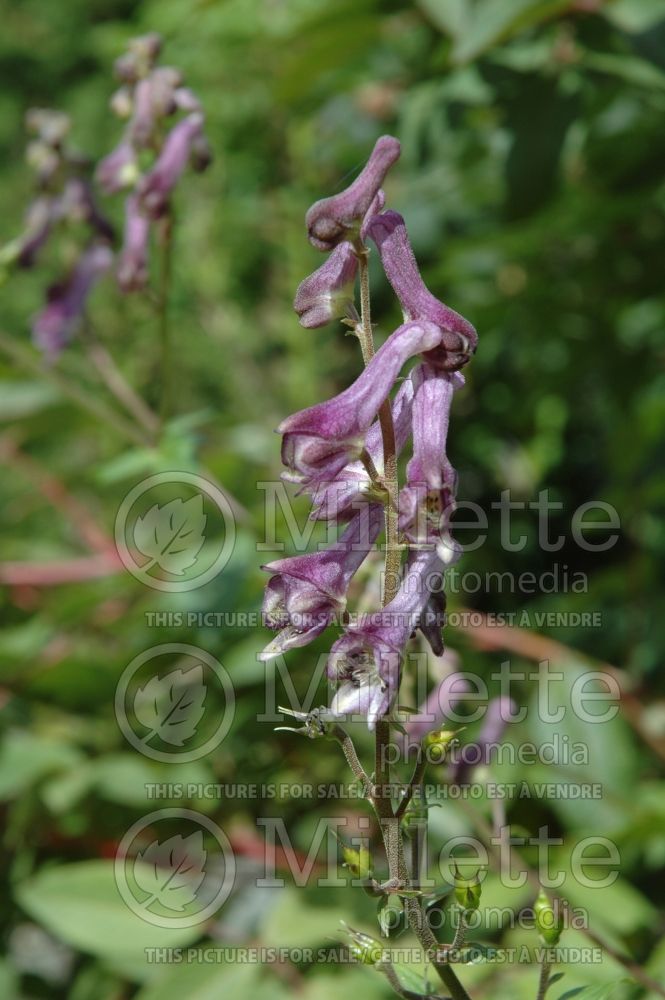 Aconitum scaposum (Monkshood) 1