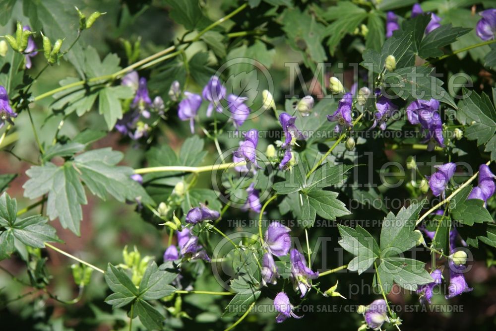 Aconitum uncinatum (Monkshood) 1