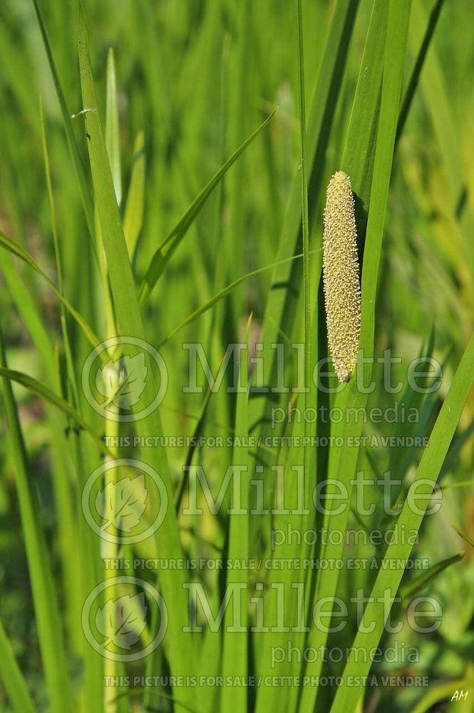 Acorus calamus (Sweet Flag) 1