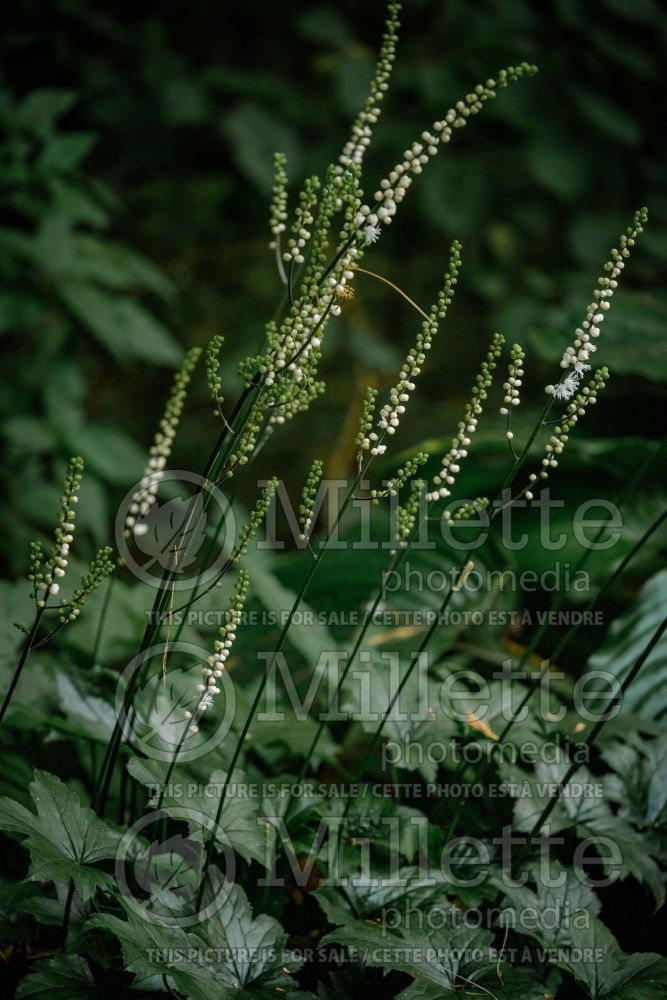 Actaea Cheju-Do (Appalachian bugbane) 2