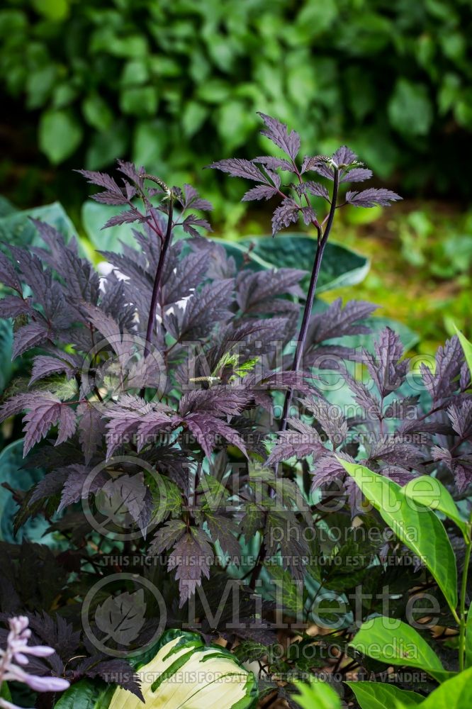 Actaea or Cimicifuga Chocoholic (Bugbane Snakeroot) 3 