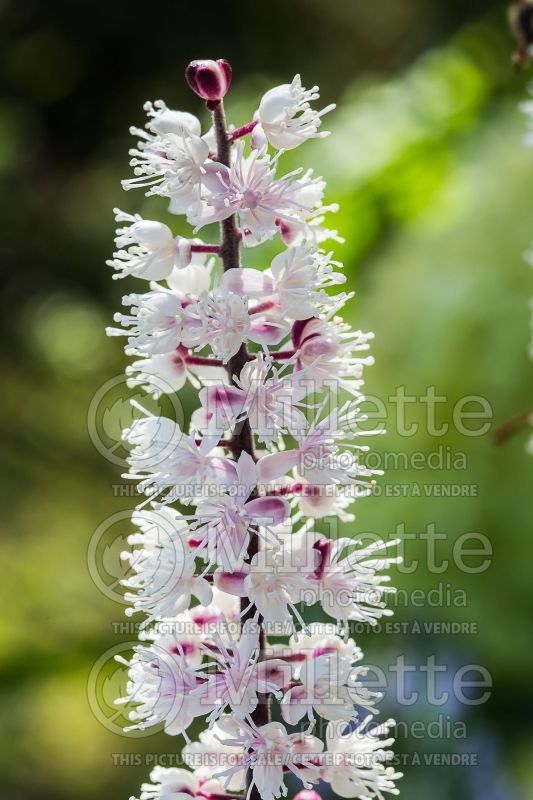 Actaea or Cimicifuga James Compton (Snakeroot bugbane) 2 