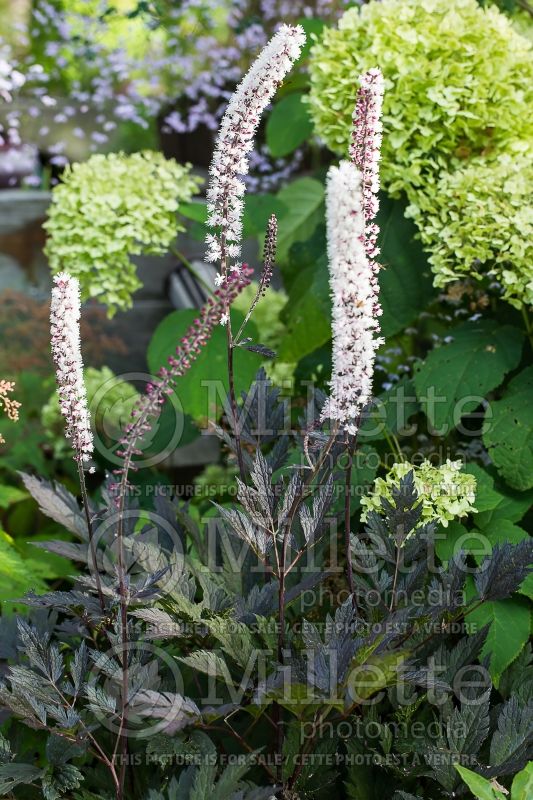 Actaea or Cimicifuga James Compton (Snakeroot bugbane) 1 