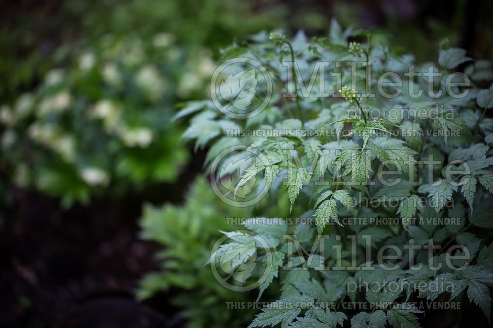 Actaea or Cimicifuga Misty Blue (White baneberry) 2 