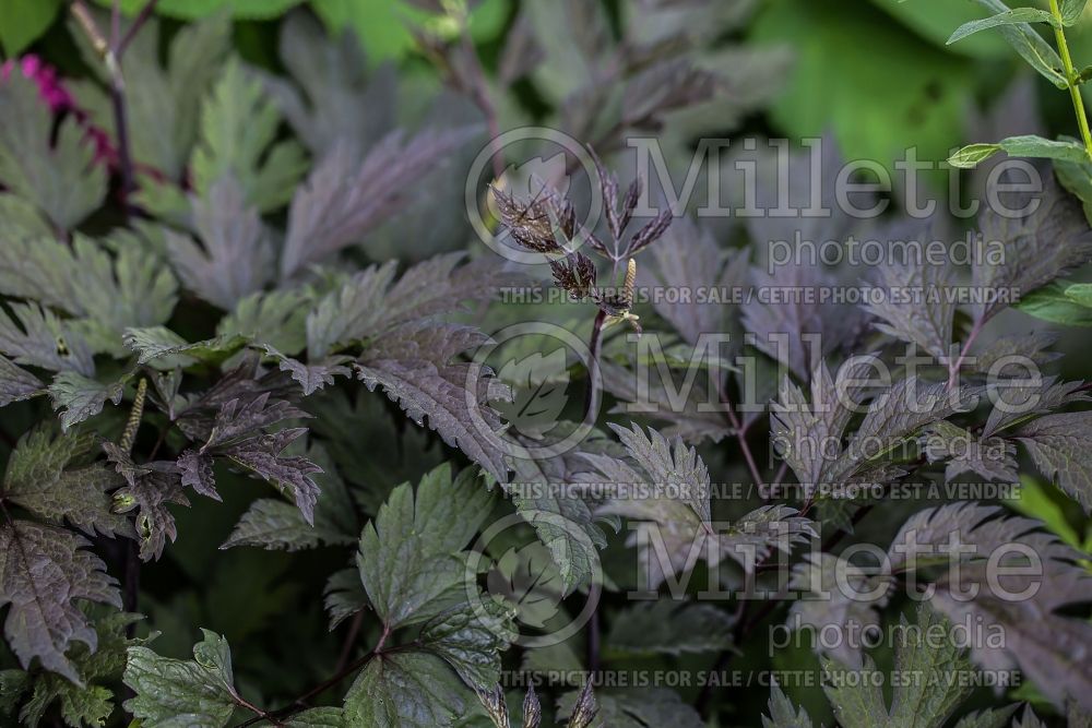 Actaea or Cimicifuga James Compton (Snakeroot bugbane) 3 