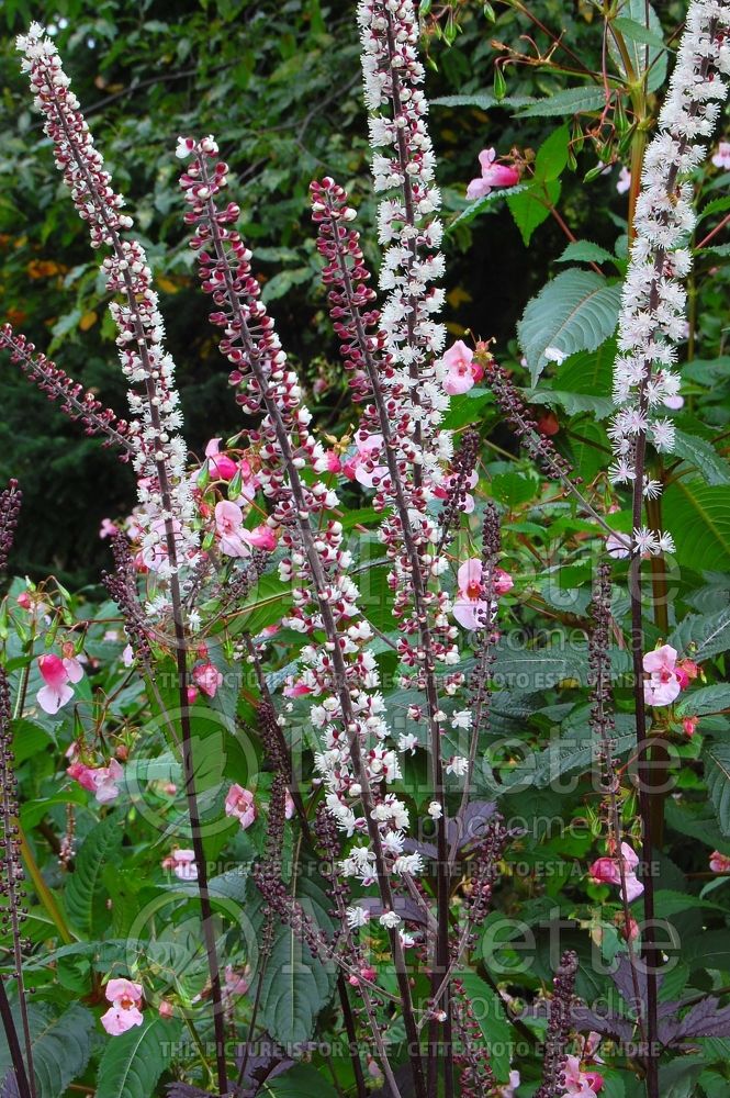 Actaea or Cimicifuga Pink Spike (Snakeroot bugbane) 4 