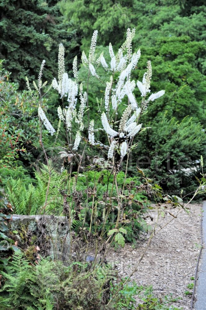 Actaea rubrifolia (Appalachian bugbane) 2