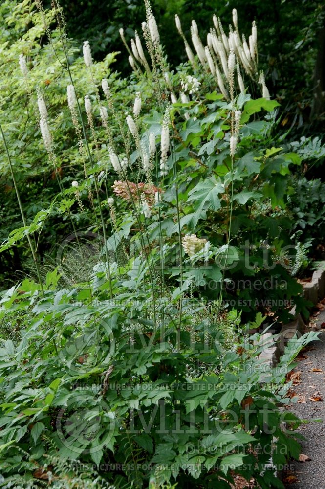 Actaea rubrifolia (Appalachian bugbane) 1