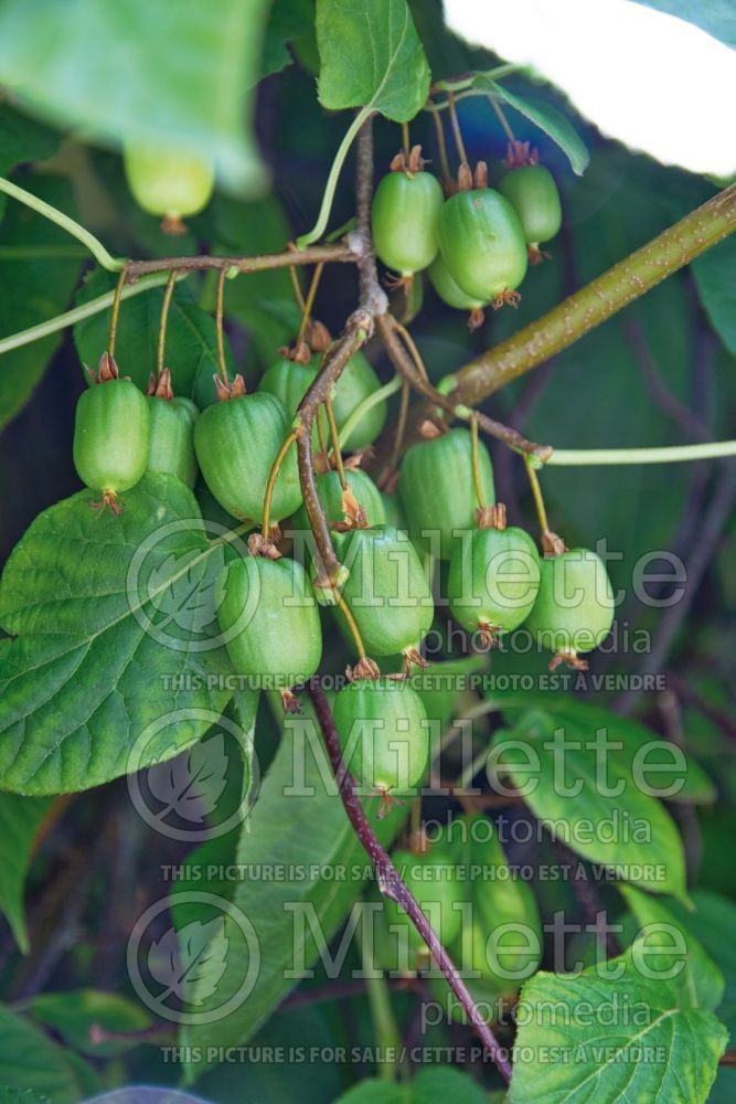 Actinidia arguta (Kiwi) 2 