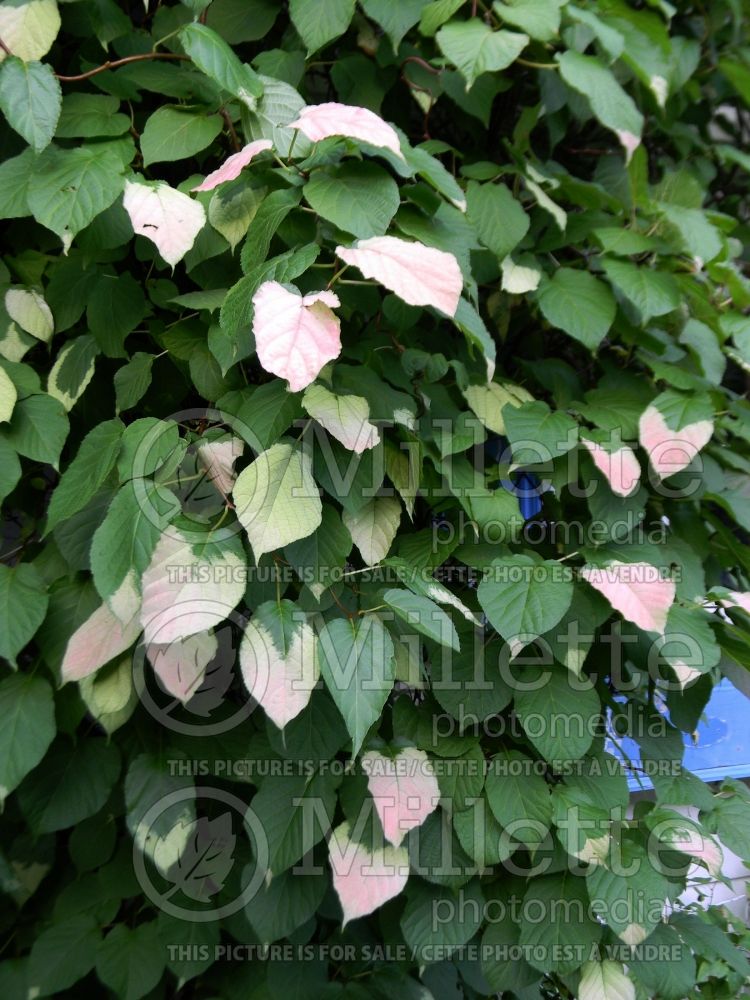 Actinidia kolomikta (Kiwi Vine) 3 