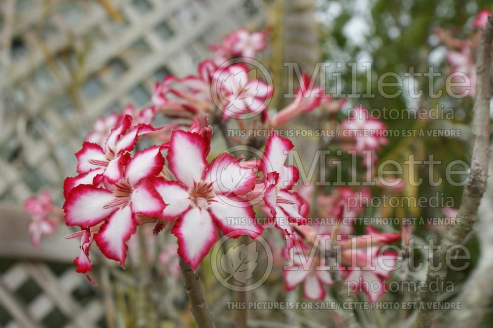 Adenium obesum (Desert Rose) 3